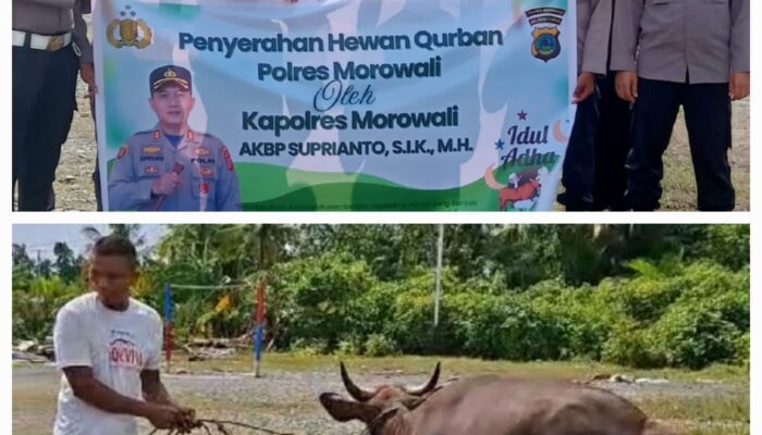 Menyambut Hari Raya Idul Adha 1446 H, Polres Morowali Serahkan Hewan Kurban ke Pondok Pesantren Al Fatah
