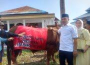 Warga Morowali Terima Bantuan Sapi Kurban dari Presiden Prabowo