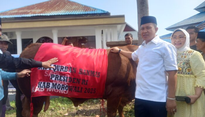 Warga Morowali Terima Bantuan Sapi Kurban dari Presiden Prabowo