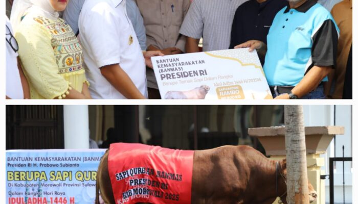 Bupati Morowali Serahkan Bantuan Sapi Kurban Presiden Prabowo Ke Panitia Masjid Agung