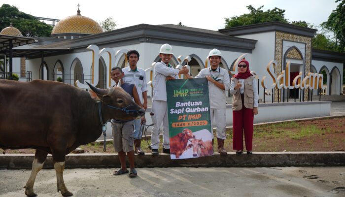 Jelang Idul Adha 1446H, IMIP Salurkan 22 Ekor Sapi di Morowali 
