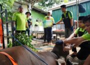 Idul Adha 1446 H, DKM PT IMIP Bagikan 1.000 Paket Daging Kurban