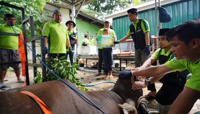Idul Adha 1446 H, DKM PT IMIP Bagikan 1.000 Paket Daging Kurban