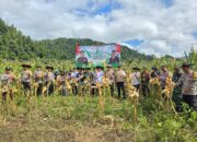 Polsek Bungku Selatan Gelar Panen Jagung Bersama untuk Dukung Ketahanan Pangan di Morowali