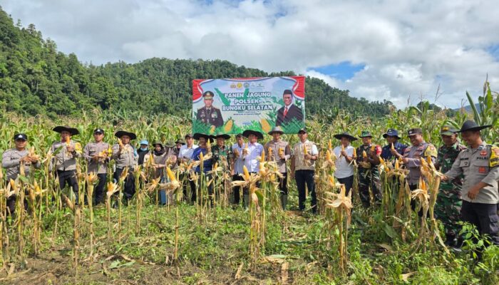 Polsek Bungku Selatan Gelar Panen Jagung Bersama untuk Dukung Ketahanan Pangan di Morowali