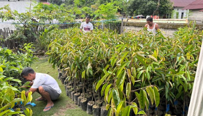 Kades Ipi Bagikan 2000 Bibit Durian dan Alpukat Gratis Kepada Petani 
