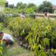 Kades Ipi Bagikan 2000 Bibit Durian dan Alpukat Gratis Kepada Petani 