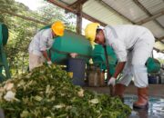 Terapkan Konsep Zero Waste, IMIP Olah 182 Ton Sampah Jadi Kompos dan Pakan Ikan