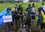 Program Tebar Qurban Nusantara, Wahdah Islamiyah Morowali Potong 27 Sapi dan 6 Kambing