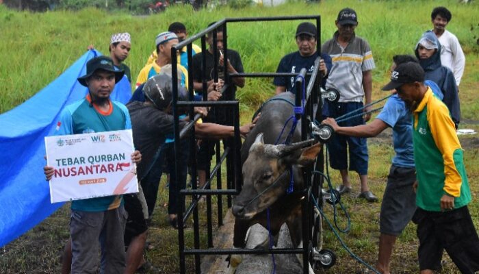 Program Tebar Qurban Nusantara, Wahdah Islamiyah Morowali Potong 27 Sapi dan 6 Kambing