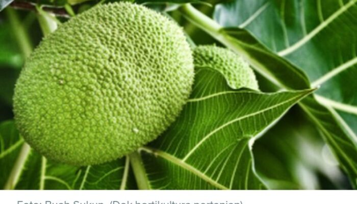 Sakti! Buah Asli RI Sukun, Disebut Bisa Atasi Kiamat-Diburu Orang Eropa