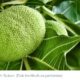 Sakti! Buah Asli RI Sukun, Disebut Bisa Atasi Kiamat-Diburu Orang Eropa