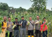 Polsek Bahodopi Dukung Ketahanan Pangan, Lewat Kegiatan Panen Jagung Bersama Masyarakat