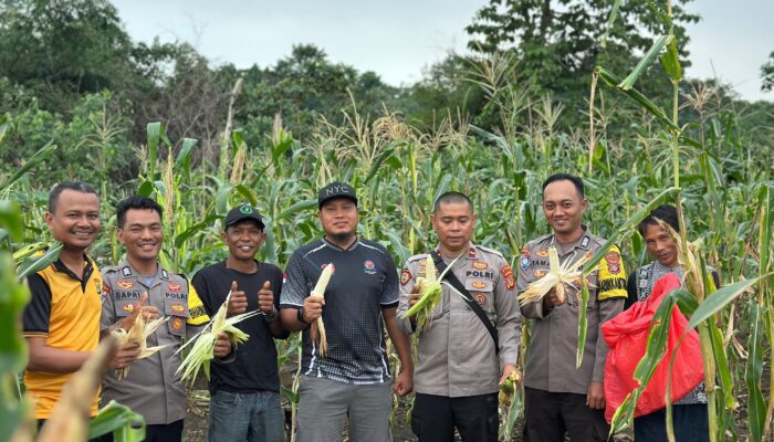 Polsek Bahodopi Dukung Ketahanan Pangan,  Lewat Kegiatan Panen Jagung Bersama Masyarakat