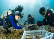 Dari menanam hingga memantau, PT Vale, TNI AL, dan masyarakat bersatu dalam aksi nyata untuk memulihkan laut Indonesia