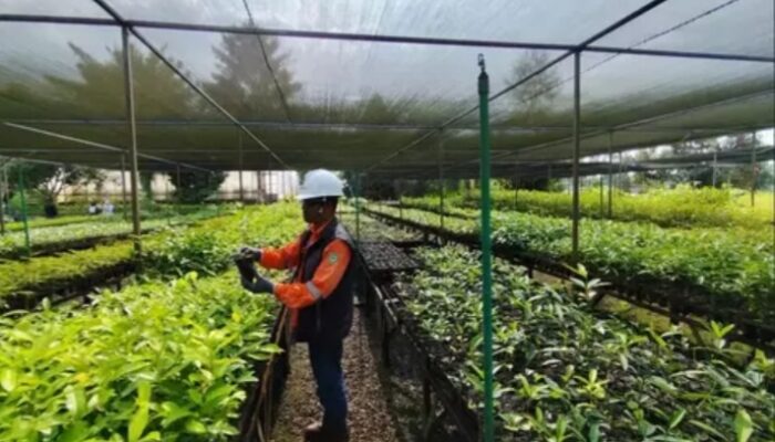 Vale (INCO) Reklamasi 65% Lahan Bekas Tambang di Sorowako