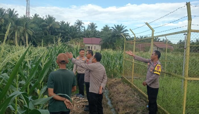 Kapolres Morowali Tinjau Lahan Ketahanan Pangan di Desa Bumi Harapan