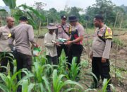 Polsek Bungku Barat,Serahkan Bantuan Bibit Jagung