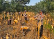Panen Perdana Jagung di Puntari Makmur, Kapolsek Wita Ponda Komitmen Dukung Ketahanan Pangan
