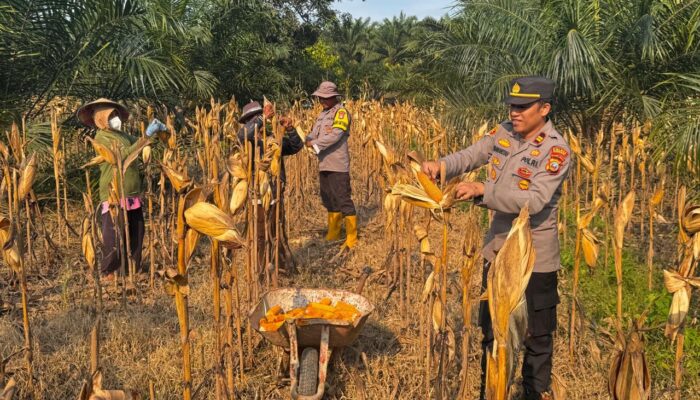 Panen Perdana Jagung di Puntari Makmur, Kapolsek Wita Ponda Komitmen Dukung Ketahanan Pangan
