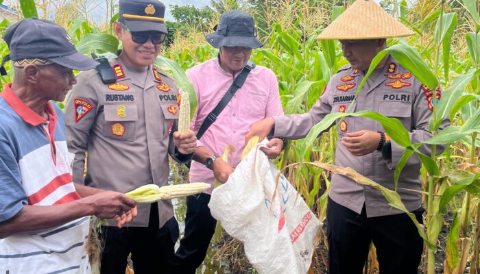 Polres Morowali dan Polsek Jajaran Gelar Panen Raya Jagung Serentak Kuartal III Tahun 2025