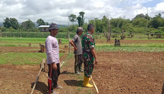 Dukung Ketahanan Pangan, Babinsa Koramil 1311-09/Bahodopi Dampingi Petani di Desa Siumbatu