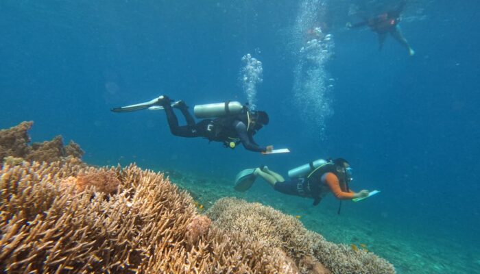 Menjaga Ekosistem Laut, IMIP Rehabilitasi Terumbu Karang Sombori