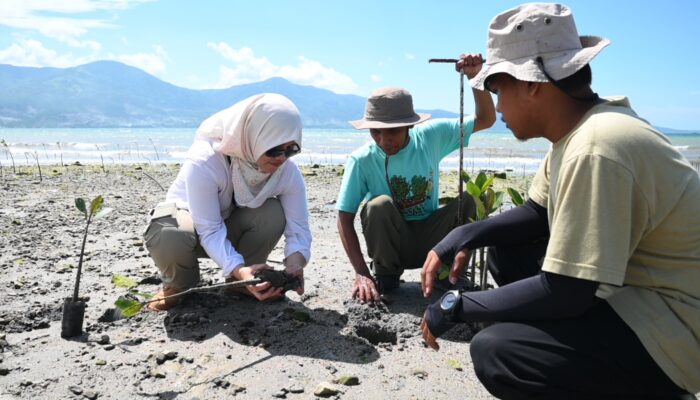 IMIP Gandeng Generasi Muda Tanam Mangrove di Teluk Palu