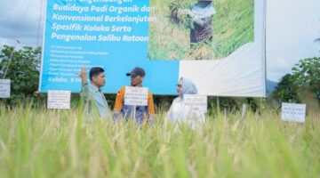 Dukung Asta Cita Presiden dan SDGs Ketahanan Pangan, PT Vale Panen Bersama Demplot Padi Berkelanjutan di Kolaka