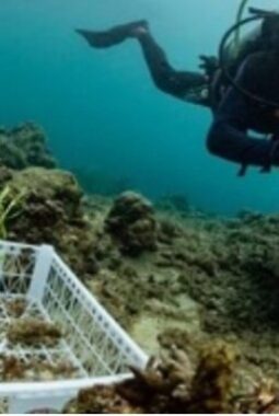 PT Vale Indonesia Tbk, Komitmen Jaga Lingkungan dan Perkuat Program Keanekaragaman Hayati di Blok Morowali