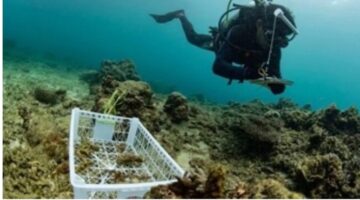 PT Vale Indonesia Tbk, Komitmen Jaga Lingkungan dan Perkuat Program Keanekaragaman Hayati di Blok Morowali