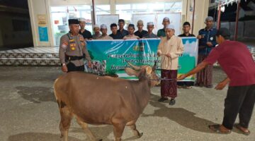 Hari Raya  Idul Adha 1447 H, Polres Morowali Salurkan Hewan Qurban ke Pondok Pesantren