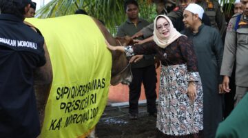 Morowali, Dapat Hewan Qurban 870 Kg dari Presiden  Prabowo 