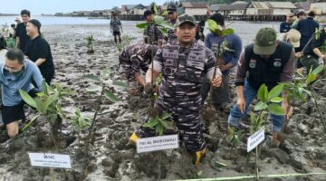 Hari Mangrove Sedunia, Danposal TNI AL Bahodopi Bersama PT IMIP Tanam Mangrove di Pantai Kurisa 