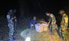 Satgas Pamtas RI-Malaysia Yonarmed 19/Bogani Gagalkan Dugaan Penyelundupan 200 Ekor Burung Kacer di Perbatasan