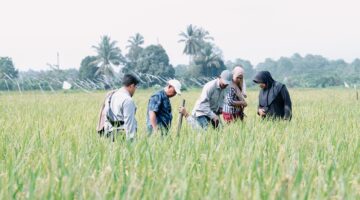 Revitalisasi Pengendalian Hama Tikus Terpadu dan Konservasi Burung Hantu: Upaya PT Vale di Morowali Membangun Ketahanan Pangan dari Tingkat Tapak