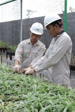 Bank Benih Nursery Mandiri IMIP, Menjaga Keanekaragaman Hayati Lokal   