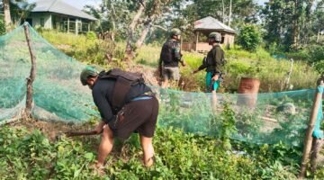 Tingkatkan Kesejahteraan Mandiri, Prajurit Pos Moyeba Satgas Yonif 147/KGJ Gelar Kegiatan Hanpangan Pos