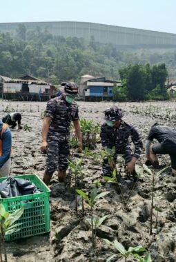 TNI AL Morowali ” Gerakan Restorasi Mangrove “