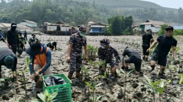 TNI AL Morowali ” Gerakan Restorasi Mangrove “